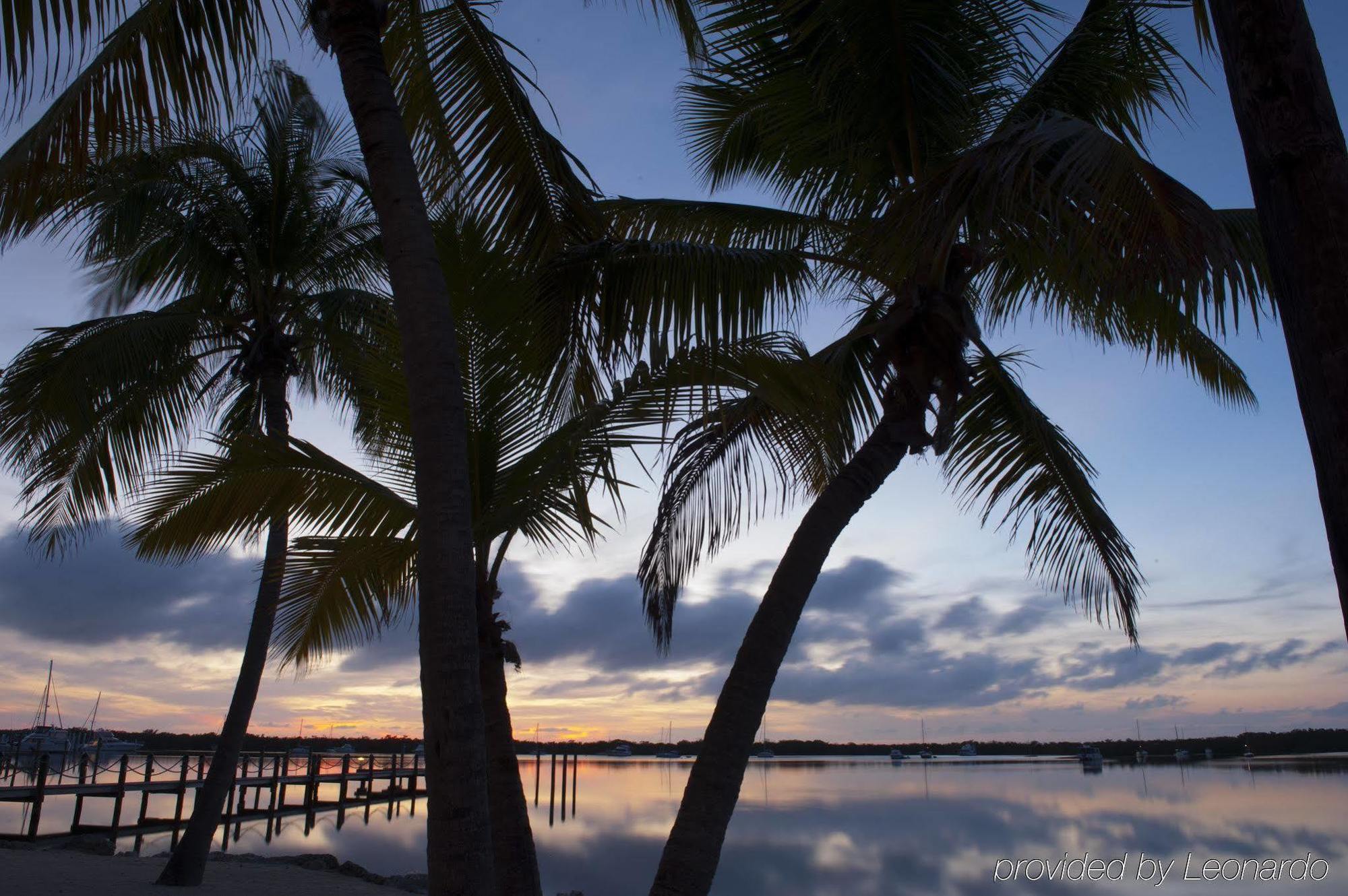 Coconut Palm 3*